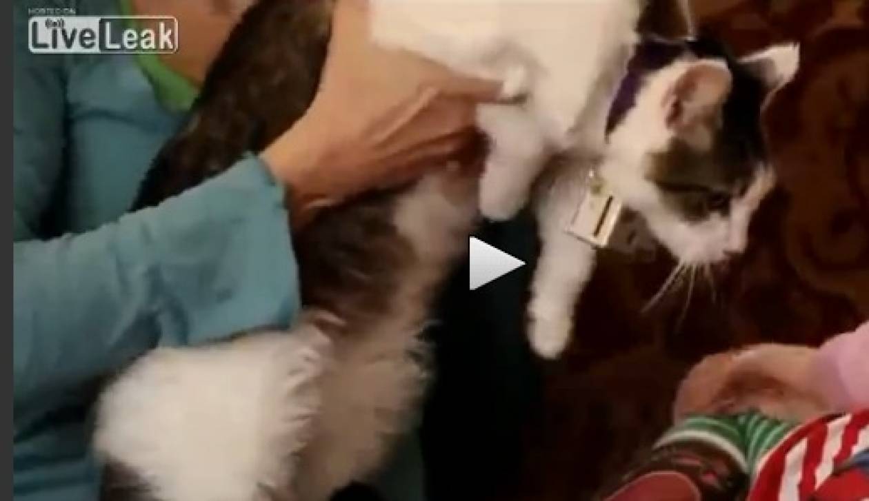 Το βίντεο που σαρώνει στο διαδίκτυο: Μια ασυνήθιστη... γατίσια ημέρα