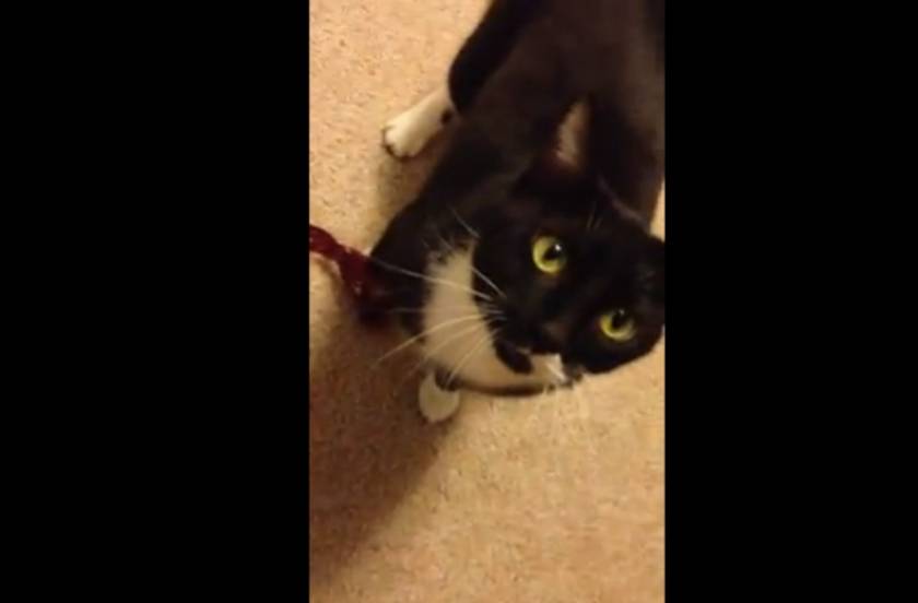 Δείτε τη γάτα που κάνει παρκούρ! (βίντεο)