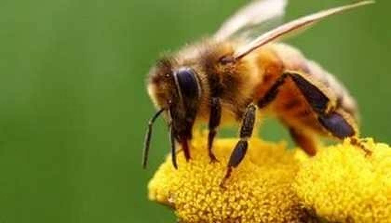 Η προφητεία του Αϊνστάιν...για τη σημασία εξαφάνισης μελισσών!