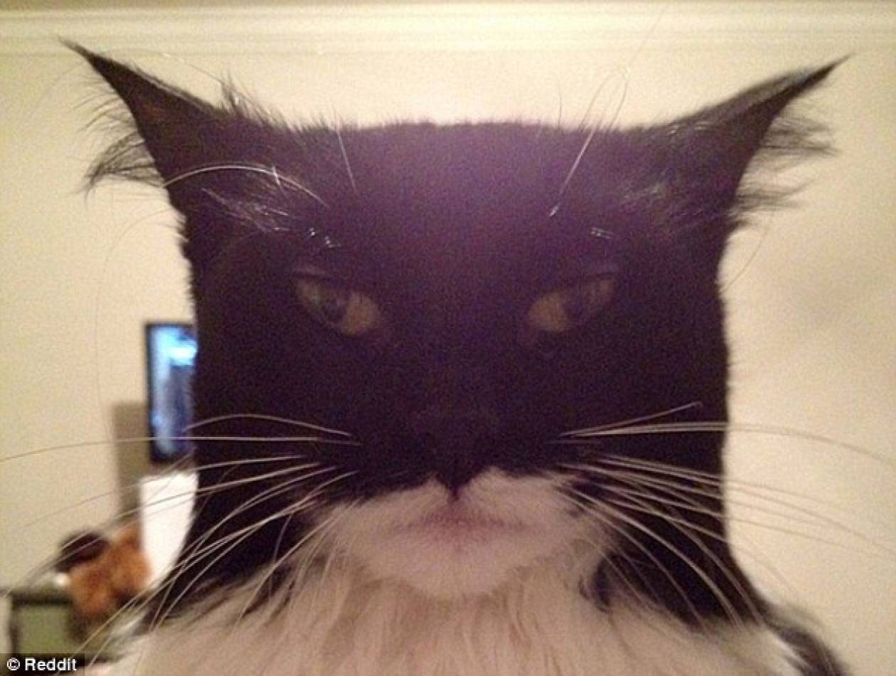 Ο αντίπαλος του Batman βρέθηκε. Έρχεται ο... Catman! (pic)
