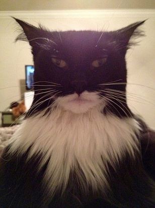 Ο αντίπαλος του Batman βρέθηκε. Έρχεται ο... Catman! (pic)