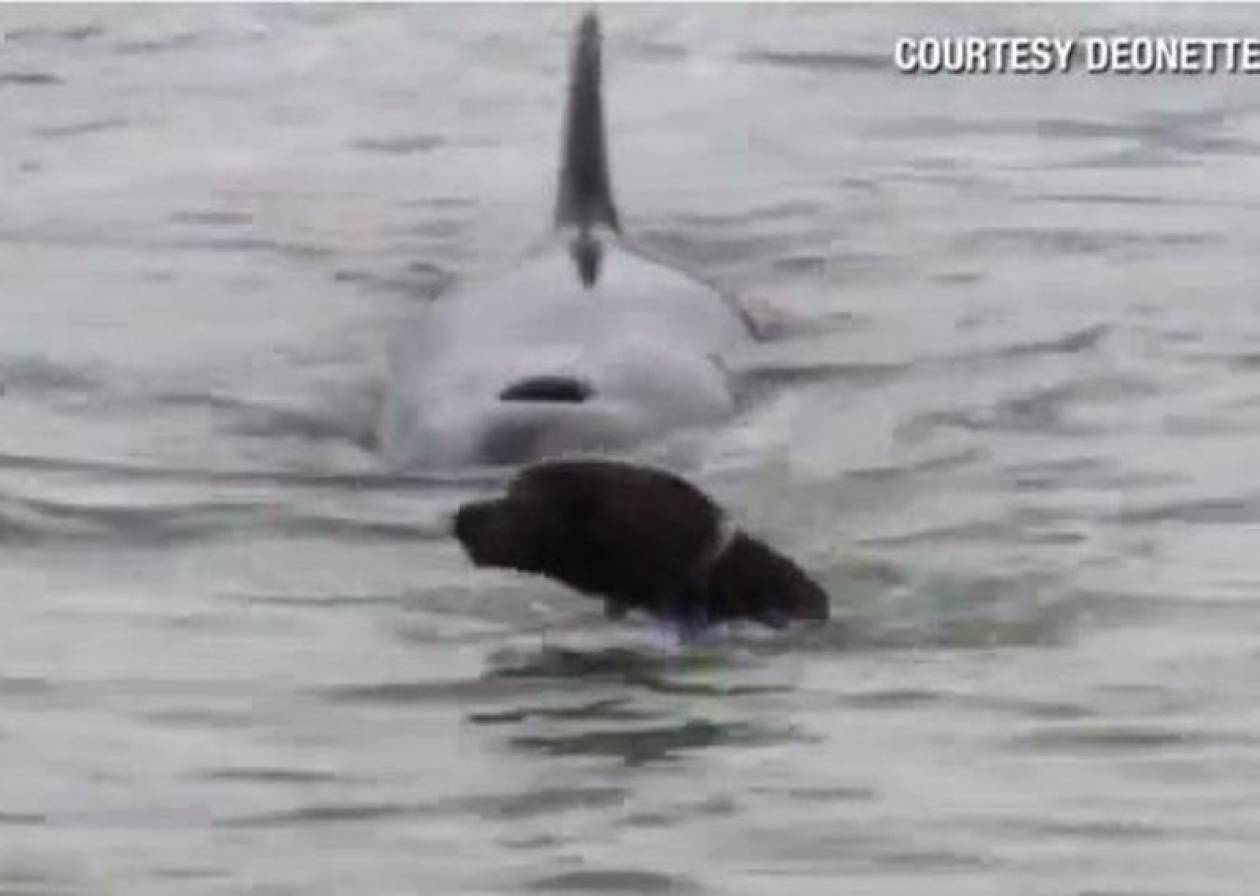 Βίντεο: Φάλαινα-δολοφόνος «καταδιώκει» σκύλο