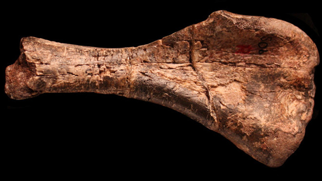 Βρέθηκε ο πιο παλιός δεινόσαυρος που έχει ανακαλυφθεί ποτέ