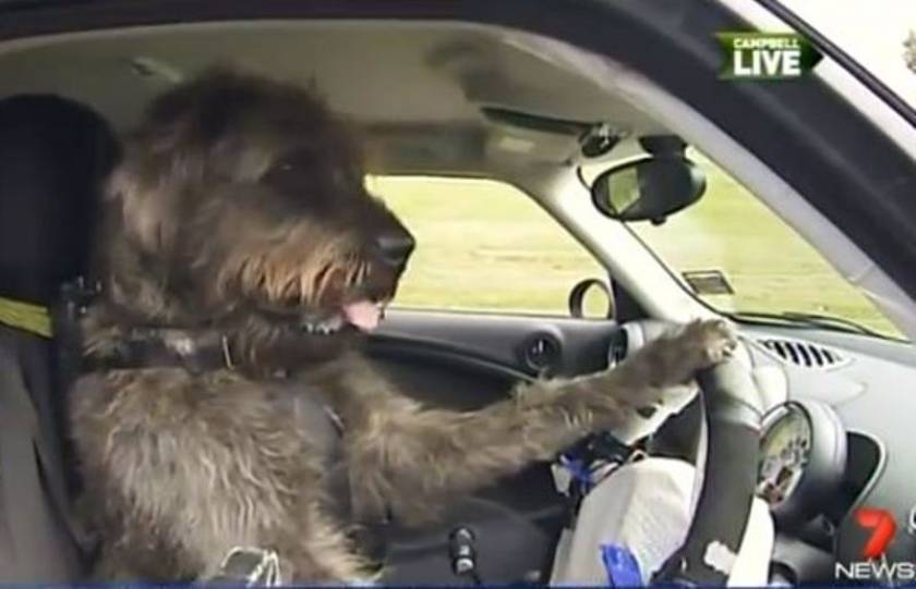 Βίντεο: Μαθήματα οδήγησης σε σκύλους