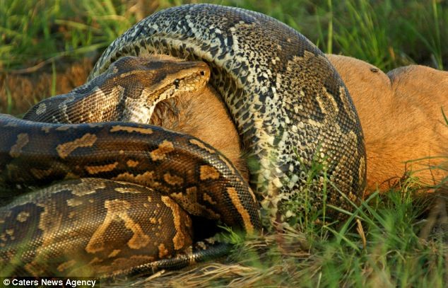 Απίστευτες φωτογραφίες: Πύθωνας καταπίνει ολόκληρο άγριο ζώο 