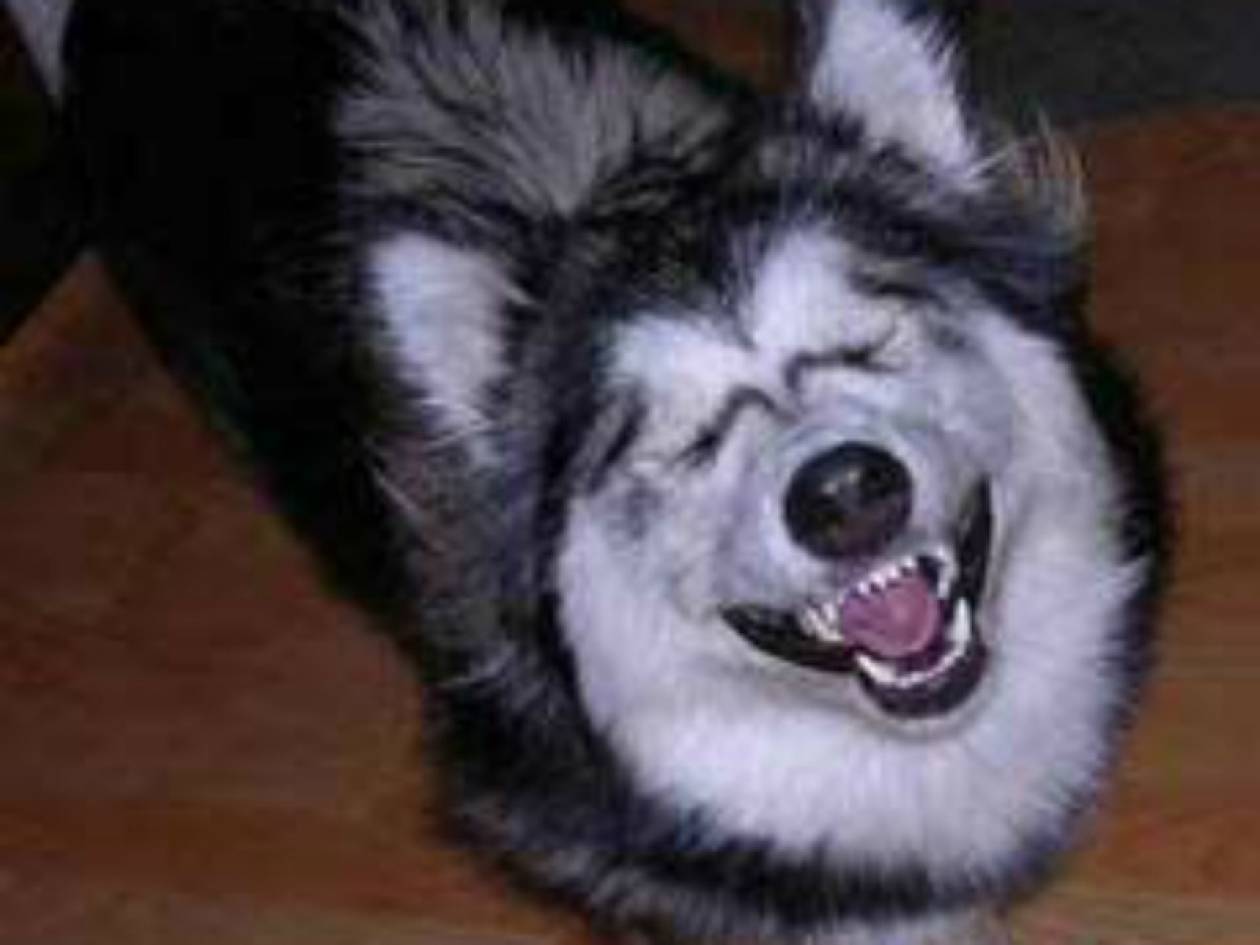 ΕΠΙΚΟ: Έχετε δει Husky να κάνει Photobombing; Ήρθε η ώρα! (pic)