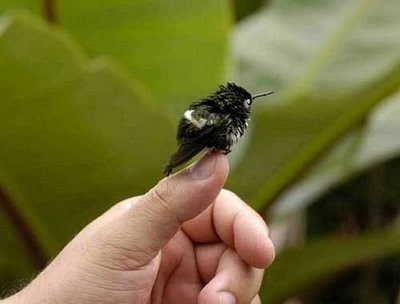 Δείτε το μικρότερο πουλί στον κόσμο!
