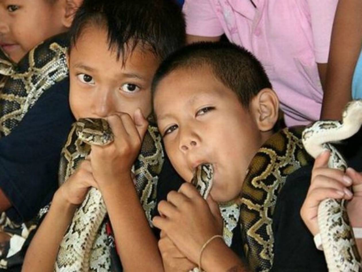 ΣΟΚ:Παιδιά βάζουν στο στόμα τους δηλητηριώδεις κόμπρες (vid)