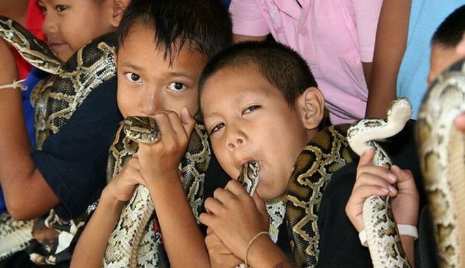 ΣΟΚ:Παιδιά βάζουν στο στόμα τους δηλητηριώδεις κόμπρες (vid)
