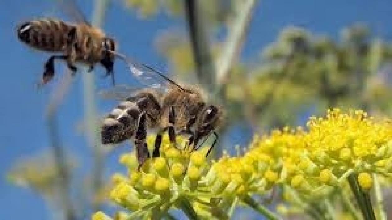 Η εξαφάνιση των μελισσών,o Αϊνστάιν και το τέλος του κόσμου