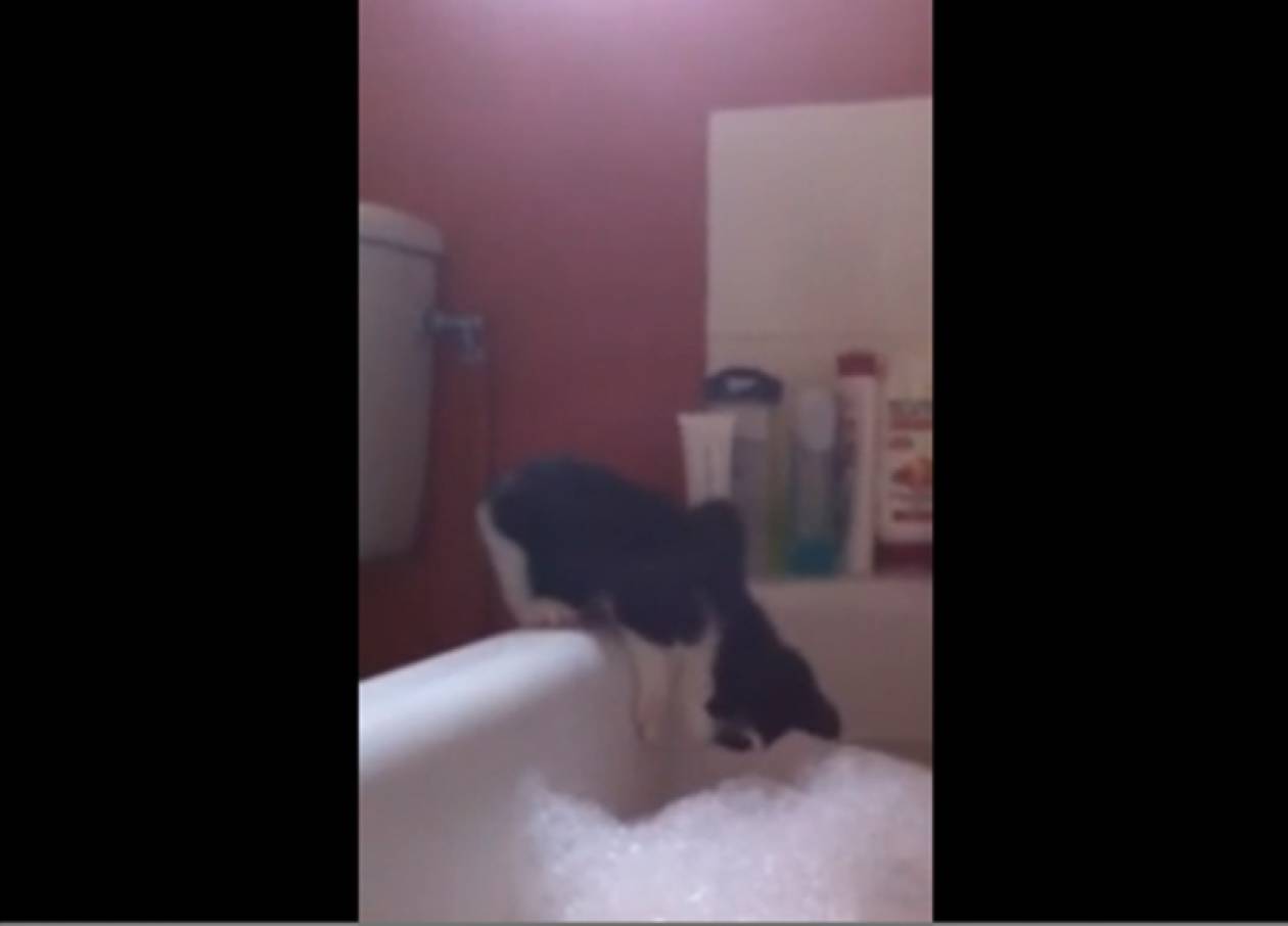 Βίντεο: Όταν ένα γατάκι κάνει αφρόλουτρο!