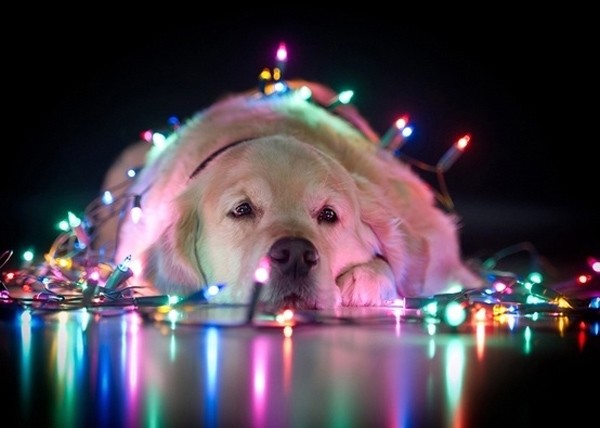 Απολαύστε τα πιο σκυλίσια χριστούγεννα!