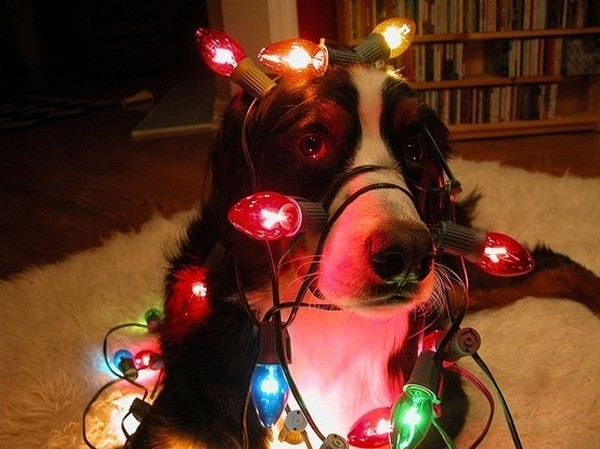 Απολαύστε τα πιο σκυλίσια χριστούγεννα!