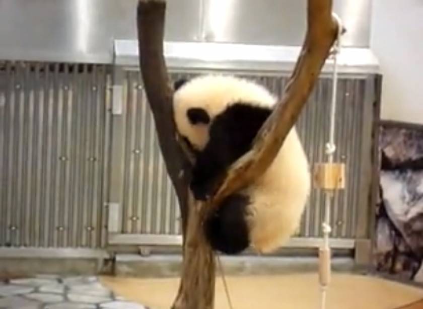 Bίντεο: Δείτε την απεγνωσμένη προσπάθεια ενός panda...