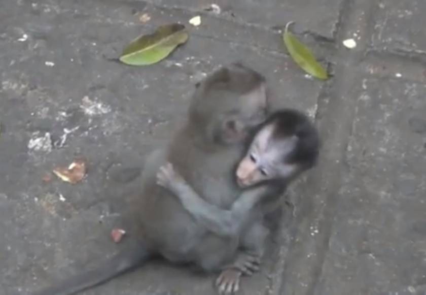 Βίντεο: Δύο μαϊμουδάκια διδάσκουν την αγάπη!