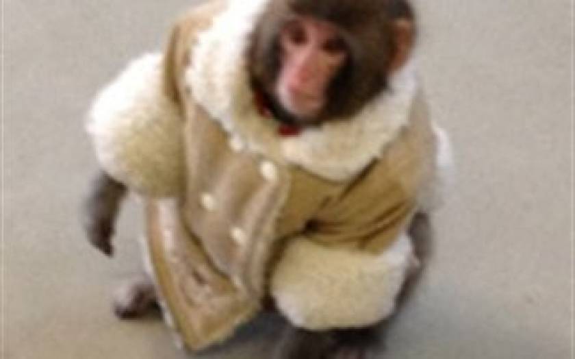 Απίστευτο: Μια... μαϊμού με μπουφάν έκανε βόλτες σε κατάστημα ΙΚΕΑ