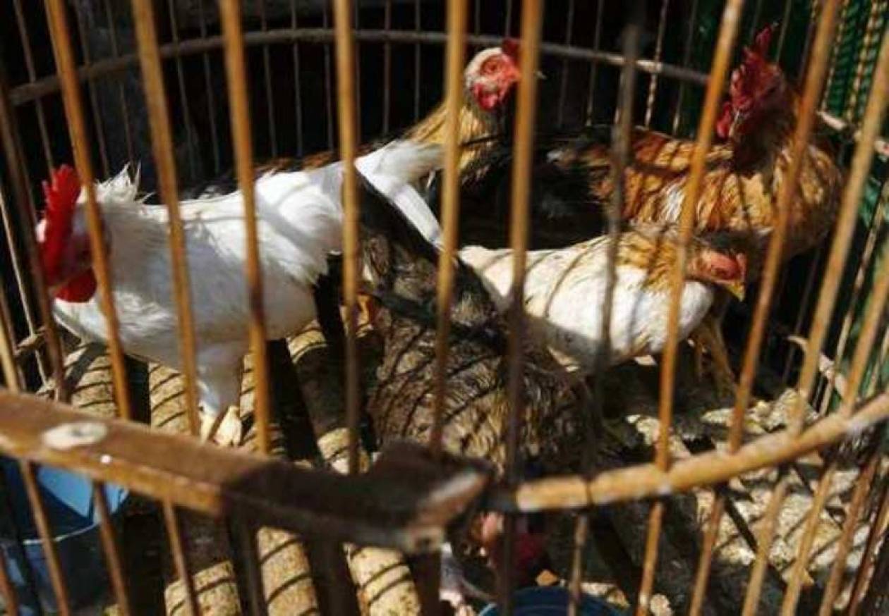 Φόβοι για επιδημία γρίπης των πτηνών στην Ινδονησία