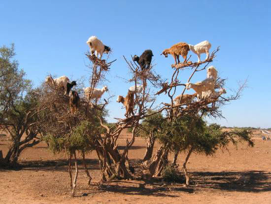 ΔΕΝ είναι Photoshop: Κατσίκες ακροβάτες - σκαρφαλώνουν σε κλαδιά! 