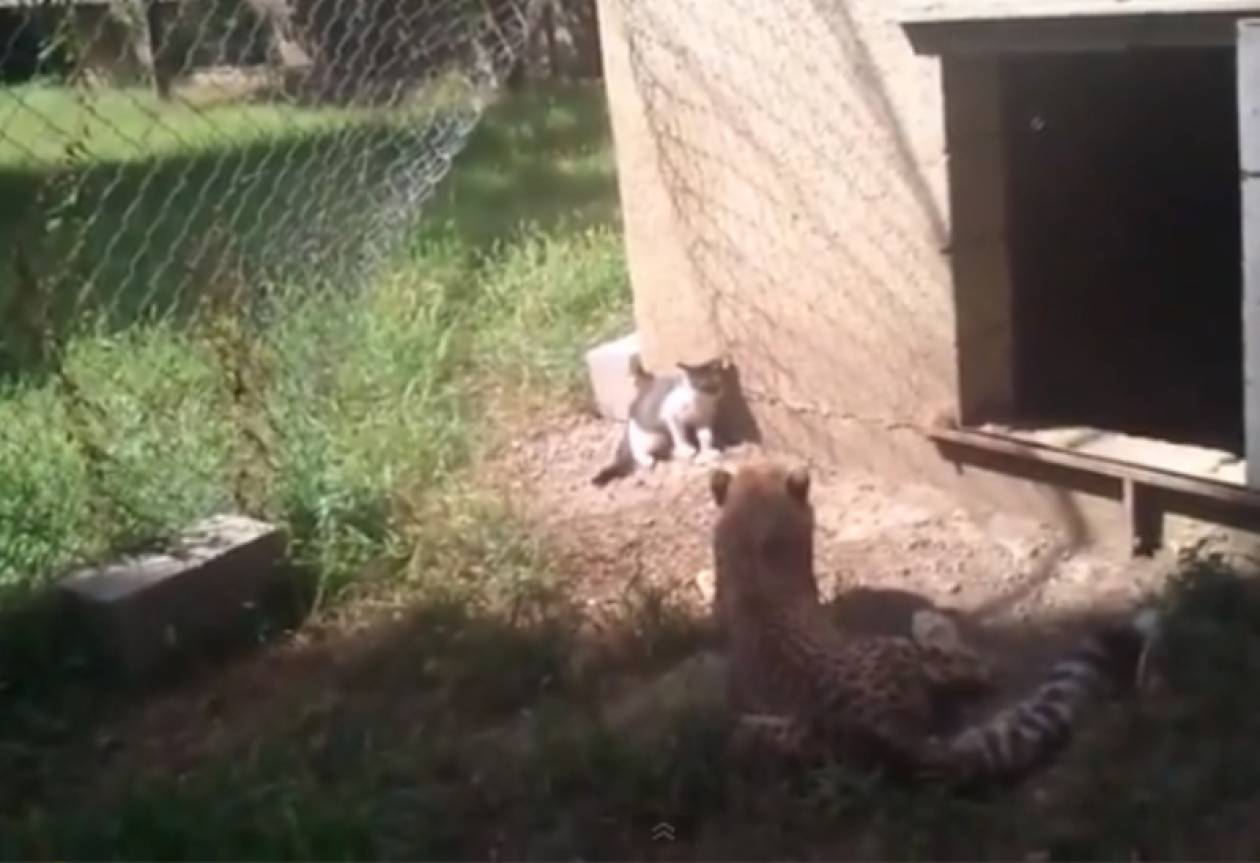 Βίντεο: Γάτα «τα βάζει» με τσιτάχ!