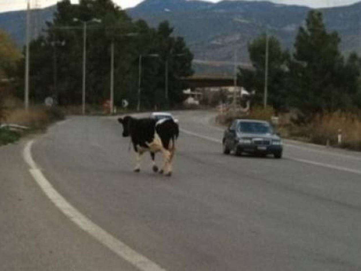 ΑΠΙΣΤΕΥΤΟ: Έκοψαν κλήση σε αγελάδα!