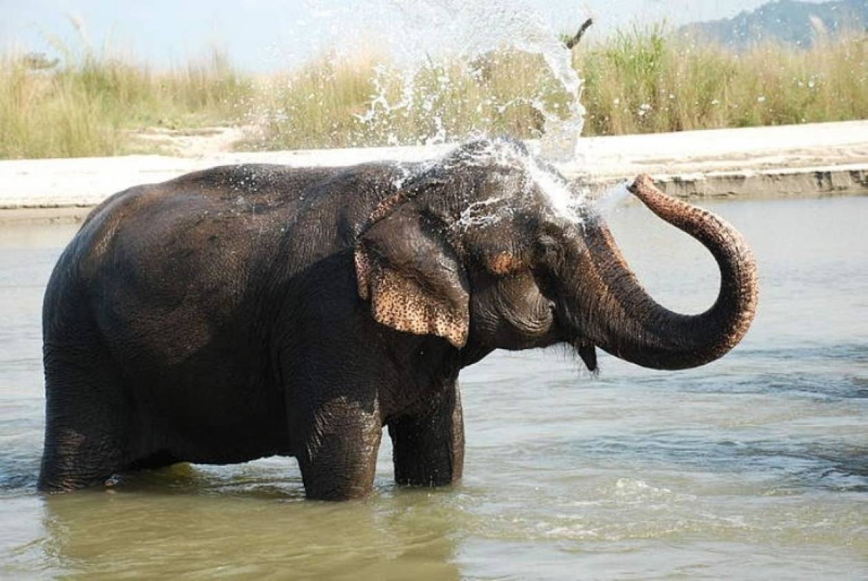Νεπάλ: Ελέφαντας-δολοφόνος βγάζει έξω το στρατό