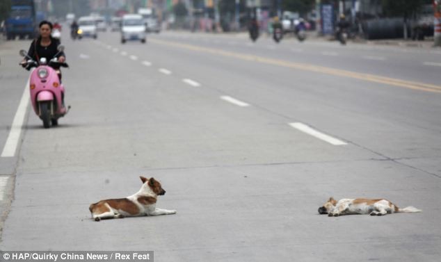 Σκύλος στεκόταν επί 6 ώρες στο πλευρό της νεκρής αγαπημένης του