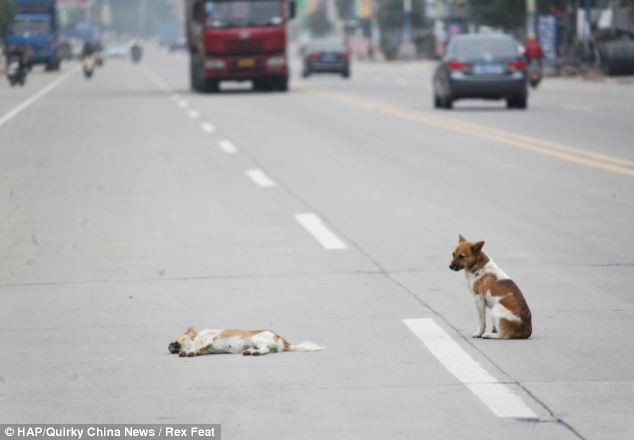 Σκύλος στεκόταν επί 6 ώρες στο πλευρό της νεκρής αγαπημένης του