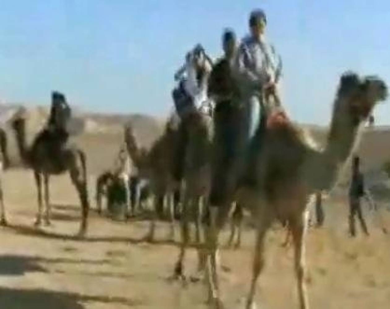 Απίστευτο βίντεο: Καμήλα λύγισε... στο βαρύ φορτίο