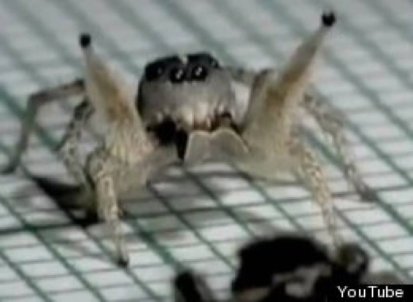 Βίντεο: Η αράχνη που χορεύει... ρούμπα ξετρέλανε το YouTube