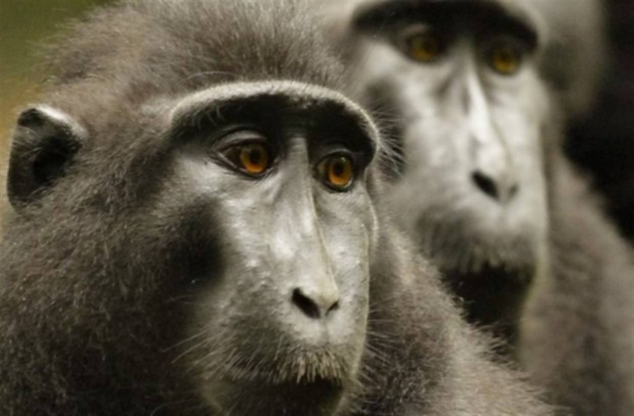 Washington Post: Πίθηκοι μακάκοι απειλούν τον στρατό των ΗΠΑ
