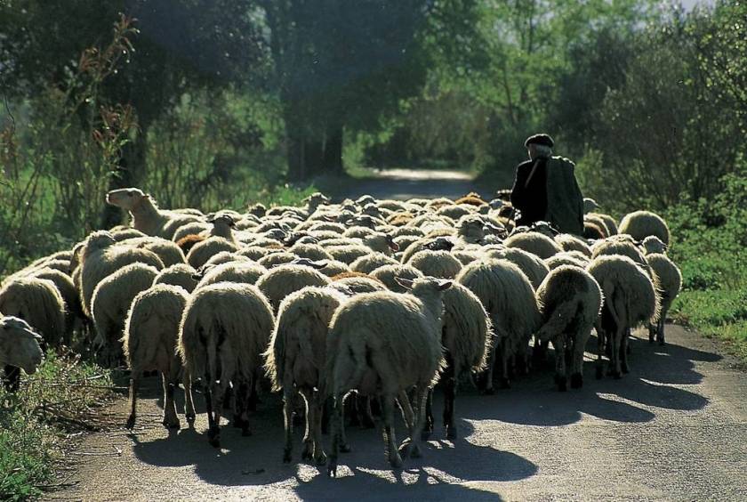 «Έφαγαν» 170 πρόβατα από στάνη