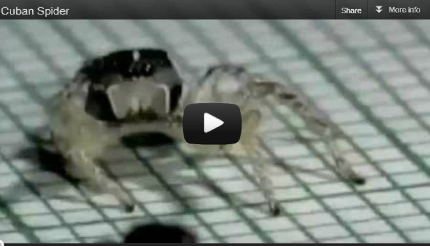 Απίστευτο: Μια αράχνη σε ρυθμούς... ρούμπα!