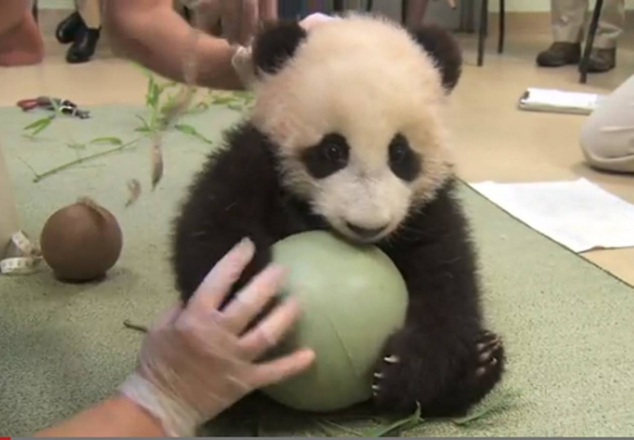 Βίντεο: Δείτε το απίστευτο παιχνίδι ενός μωρού panda!