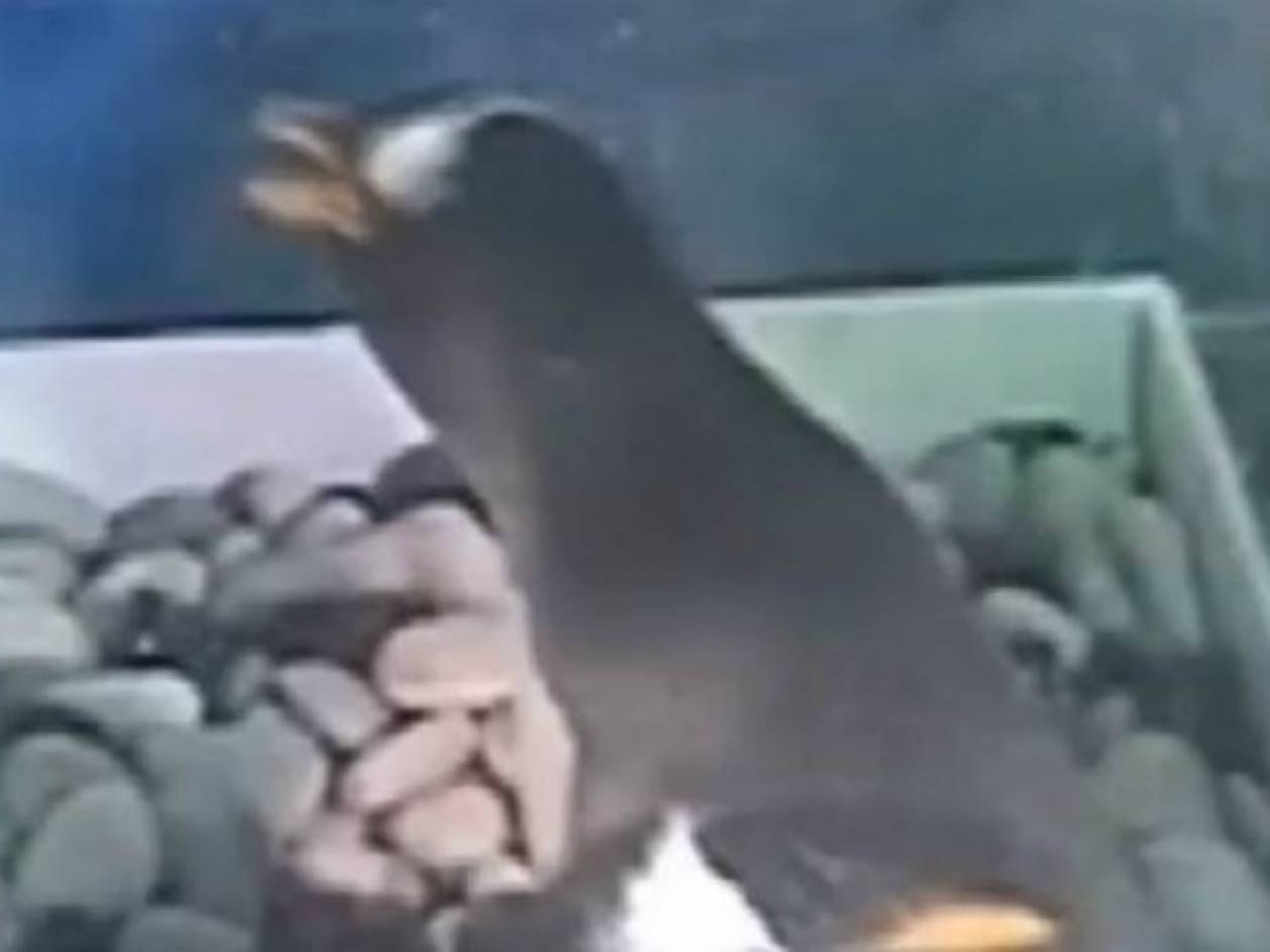 Βίντεο - ΣΟΚ: Πιγκουίνος τρώει το παιδί του!