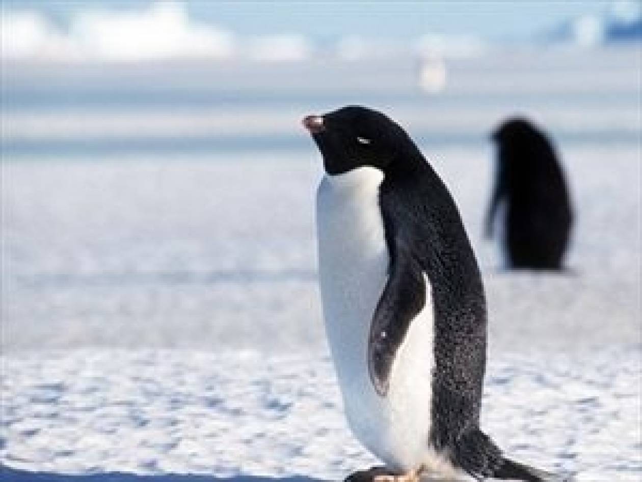 Δείτε έναν πιγκουίνο να καταβροχθίζει το μικρό του!