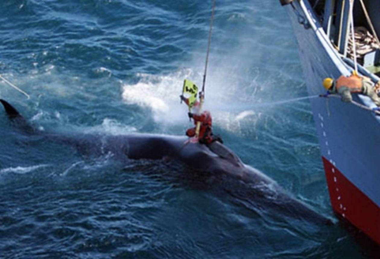 Ιαπωνικά φαλαινοθηρικά βγήκαν για κυνήγι