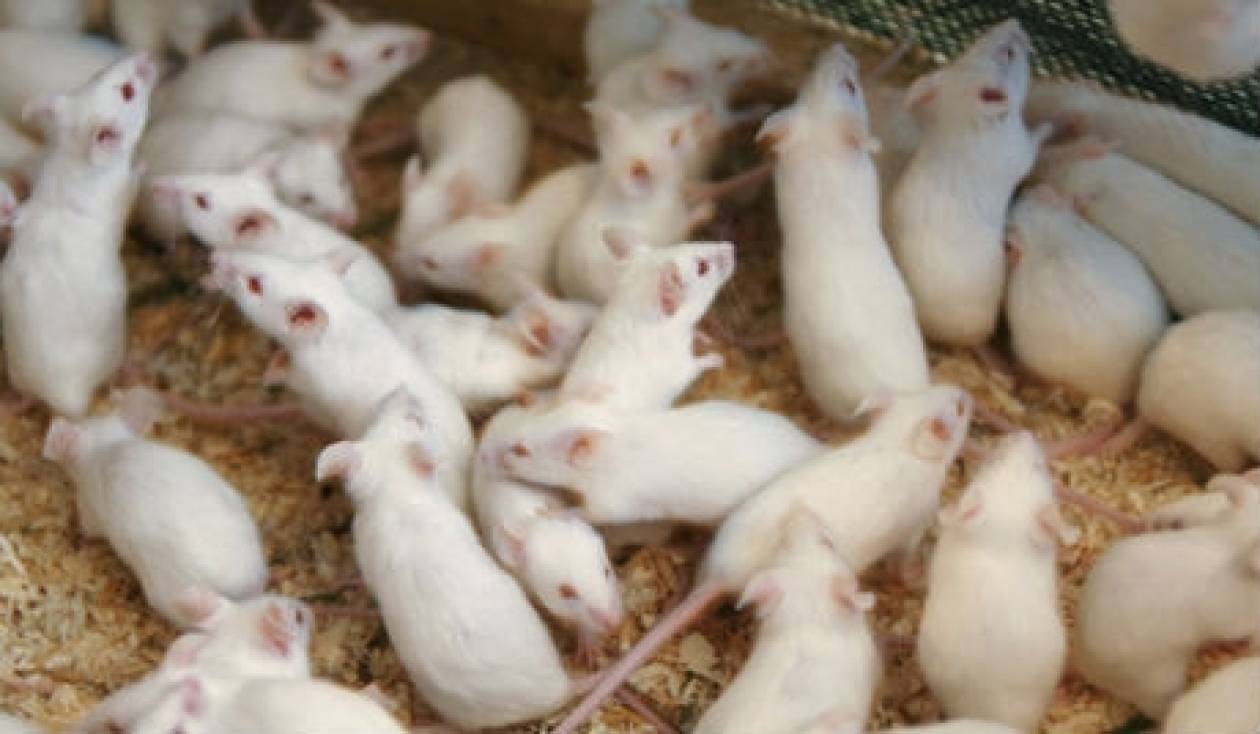 Απίστευτο! 'Εκλεψαν 4.000 λευκά ποντίκια