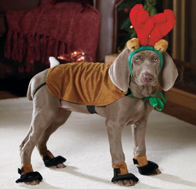 Δείτε σκυλάκια να  φορούν τα γιορτινά τους!(pics)