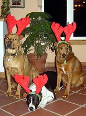 Δείτε σκυλάκια να  φορούν τα γιορτινά τους!(pics)