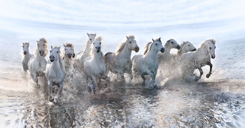 Εκπληκτικές εικόνες: Λευκά άλογα τρέχουν στη θάλασσα!