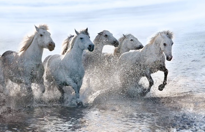Εκπληκτικές εικόνες: Λευκά άλογα τρέχουν στη θάλασσα!