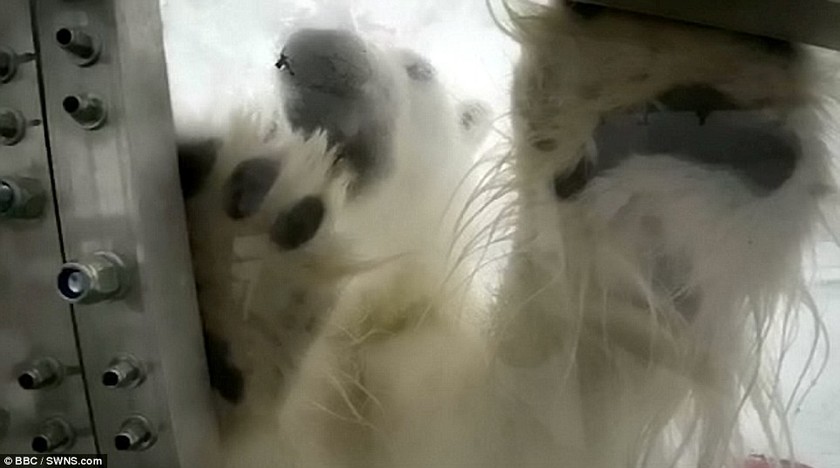 ΣΟΚΑΡΙΣΤΙΚΟ βίντεο: Στα σαγόνια μιας πεινασμένης πολικής αρκούδας