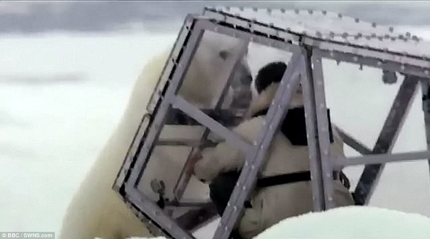 ΣΟΚΑΡΙΣΤΙΚΟ βίντεο: Στα σαγόνια μιας πεινασμένης πολικής αρκούδας