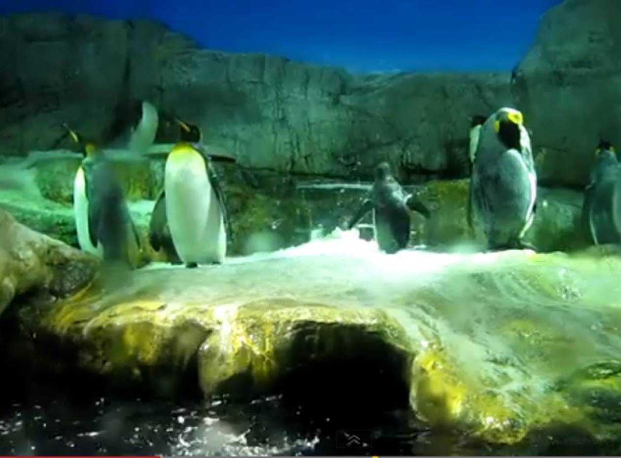 Βίντεο: Δείτε τι έκανε ένας πιγκουίνος για να τραβήξει τα βλέμματα!