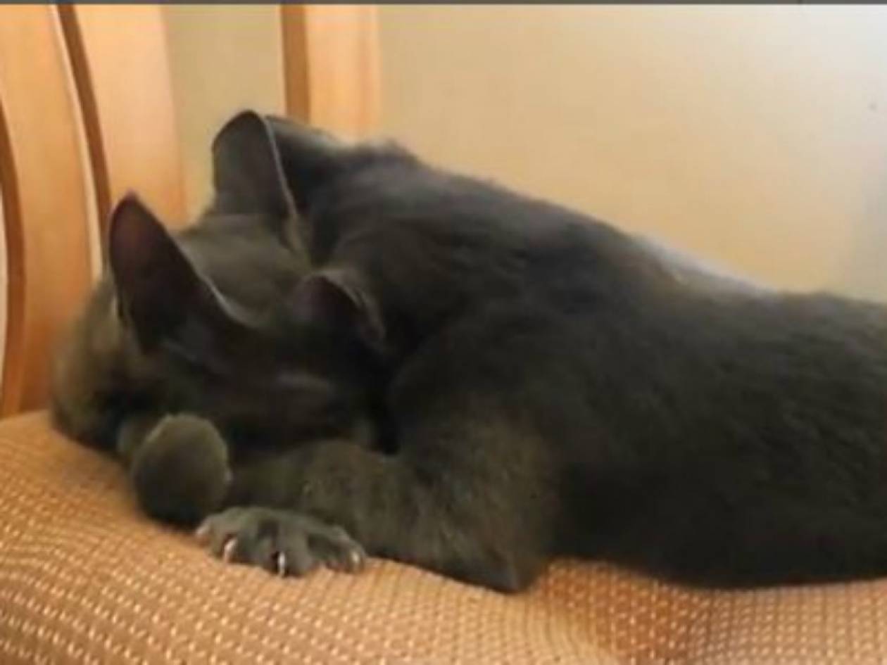 Απίστευτο βίντεο: Γατάκια... τρελά ερωτευμένα!