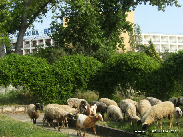 Θεσσαλονίκη: Δεν φαντάζεστε που βοσκούν αυτά τα πρόβατα (pics)