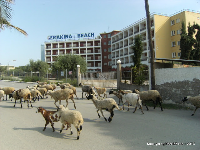 Θεσσαλονίκη: Δεν φαντάζεστε που βοσκούν αυτά τα πρόβατα (pics)
