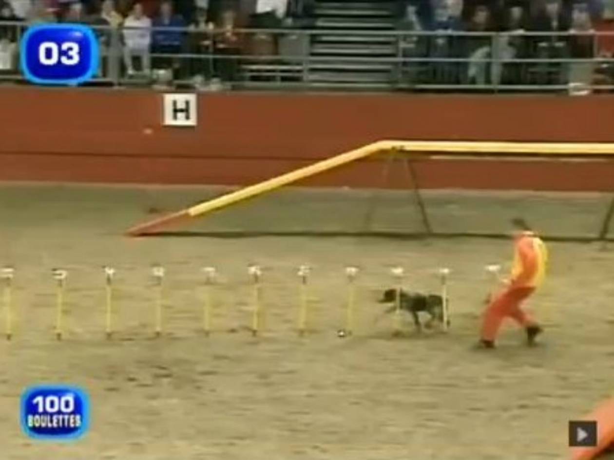 Απίστευτο βίντεο: Ο πιο γρήγορος σκύλος του κόσμου