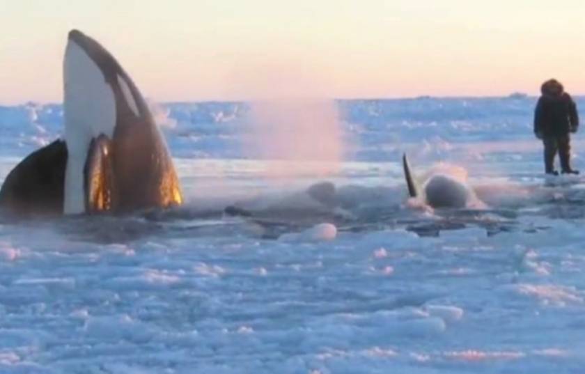 Βίντεο: 11 φάλαινες-δολοφόνοι παγιδεύτηκαν στους πάγους του Καναδά