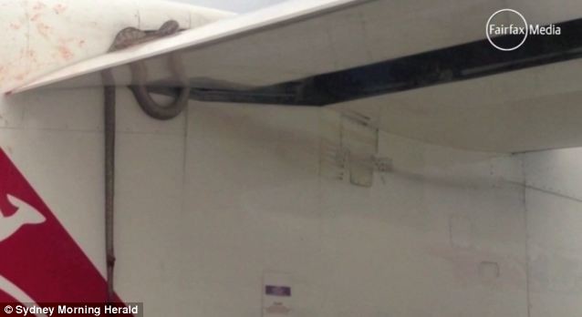 ΣΟΚ έπαθαν επιβάτες όταν είδαν έναν πύθωνα στο αεροπλάνο!